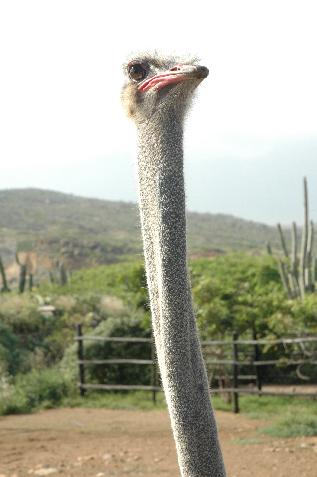 20060121141547   Ostrich